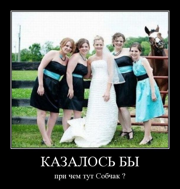 609x640, 60 Kb / лошадь, свадьба, изгородь, собчак, демотиватор