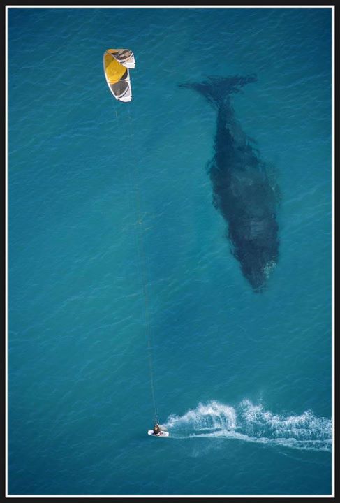 487x720, 40 Kb / серф, рыба, море, кит, кайтинг, море