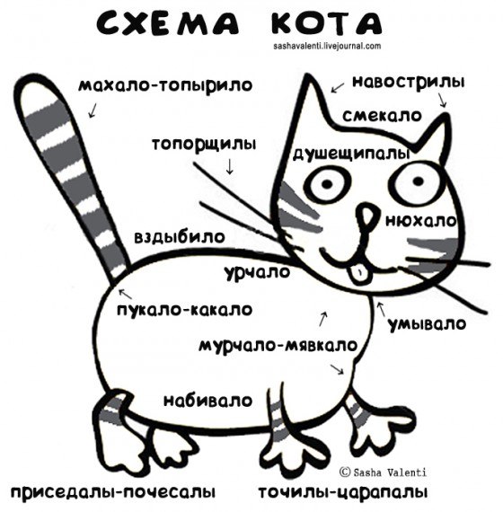 560x570, 61 Kb / кот, рисунок, схема кота