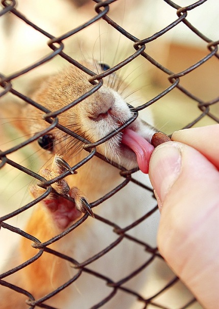 429x604, 89 Kb / белка, орешек, решетка