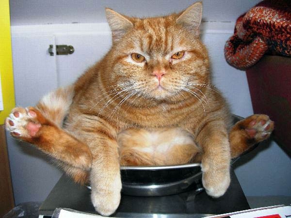 600x450, 43 Kb / Кот, рыжий