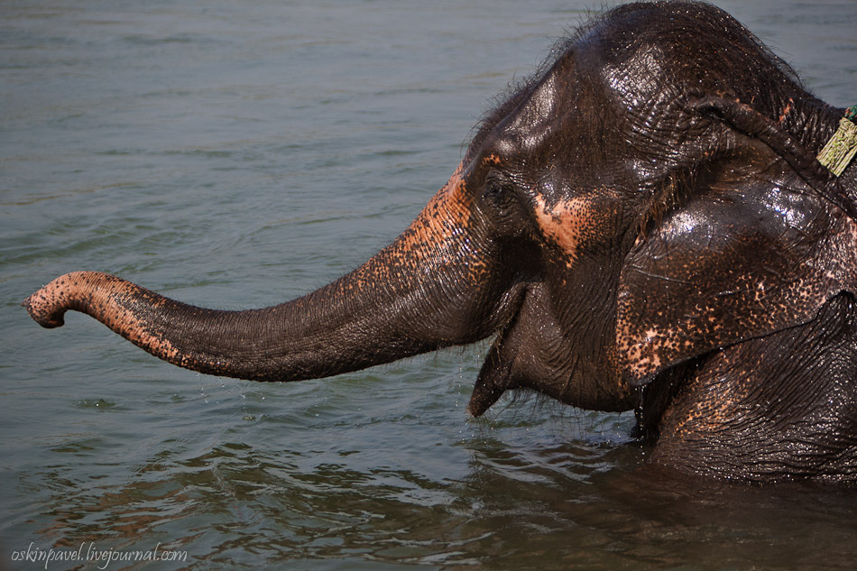 950x633, 216 Kb / слон, улыбка, купание