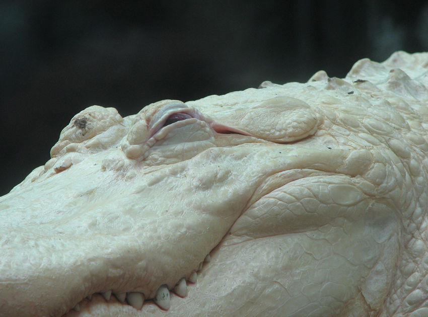 850x630, 82 Kb / альбинос, крокодил