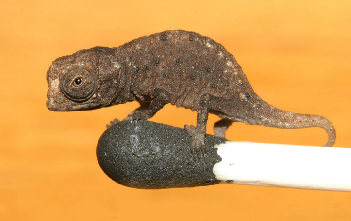 720x454, 229 Kb / Мадагаскар, карликовый хамелеон