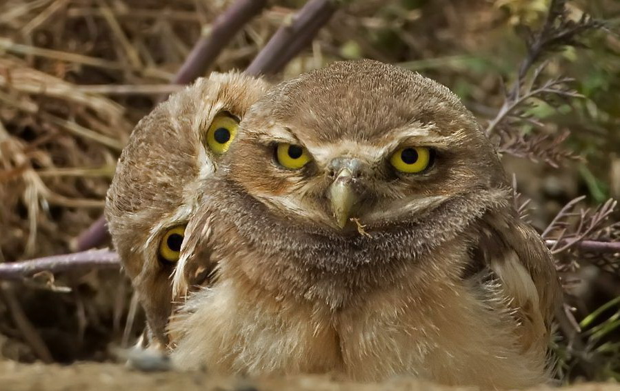 899x567, 170 Kb / сова, совы