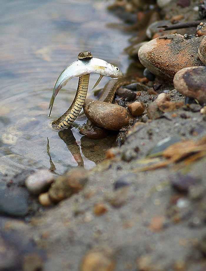 700x919, 174 Kb / змея, вода, рыба, камни