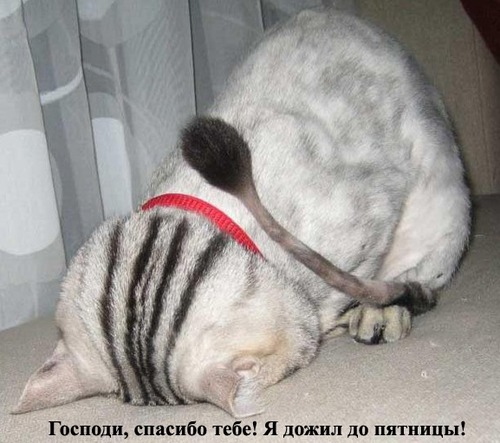 500x443, 65 Kb / кот, стрижка, кисточка