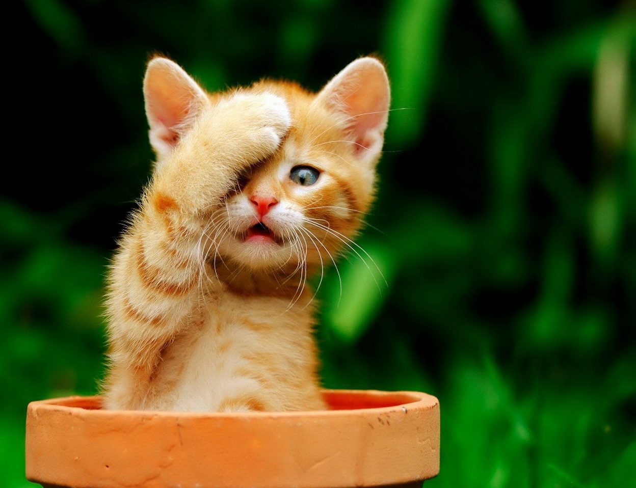 1248x958, 268 Kb / кот, лапа, рыжий, фейспалм