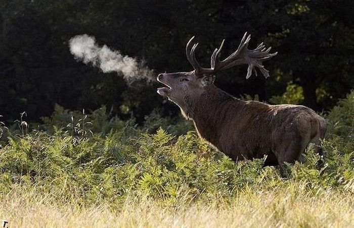 700x452, 83 Kb / олень, пар, лось