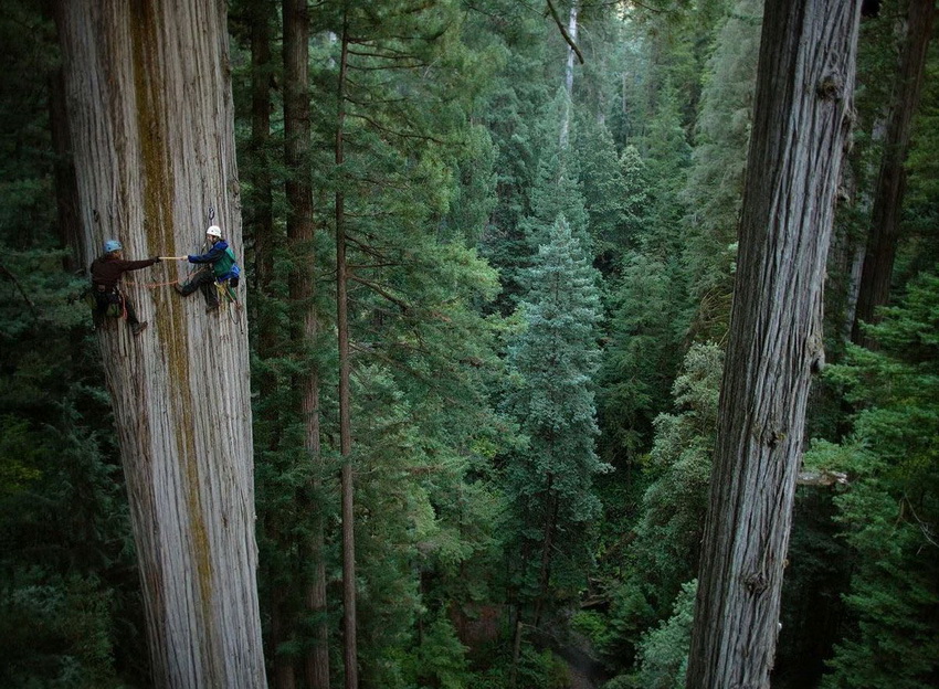 850x624, 269 Kb / лес, деревья, альпинисты