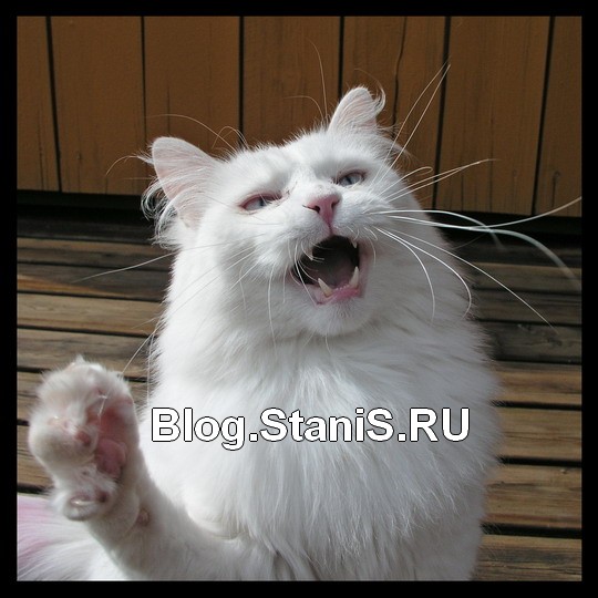 540x540, 73 Kb / кот, злой