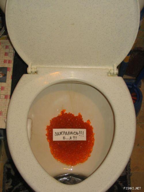 500x667, 34 Kb / унитаз, икра