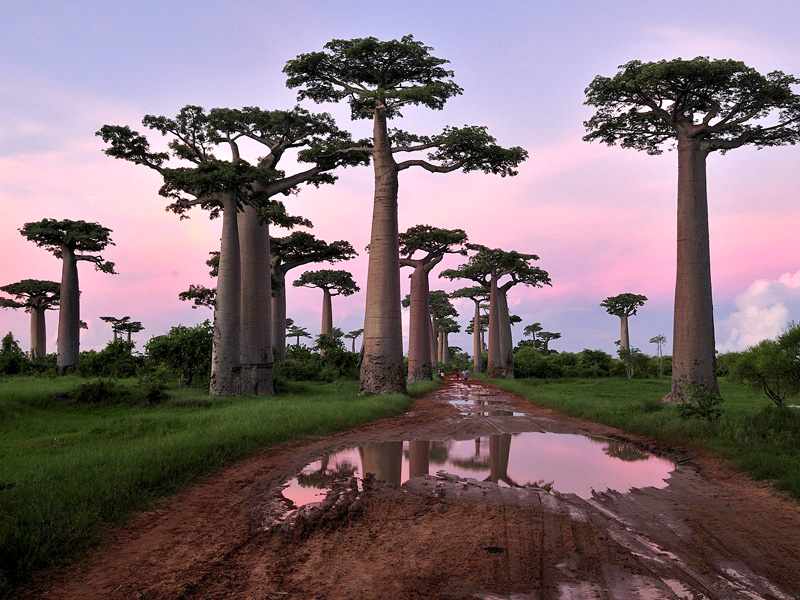 800x600, 232 Kb / баобаб, дорога, лужа