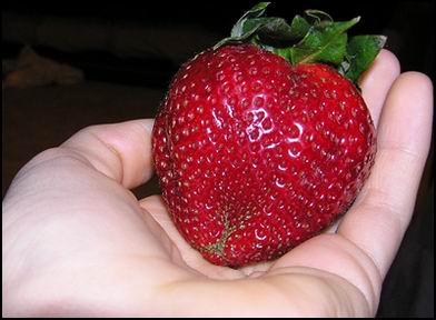 392x288, 28 Kb / клубника