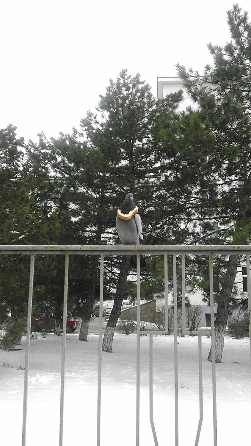 844x1500, 222 Kb / голубь, хлеб, забор, бусы