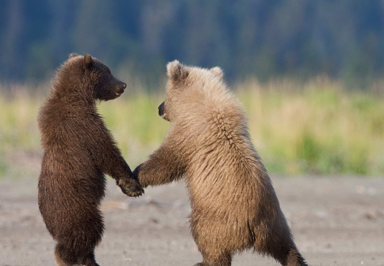 1600x1107, 151 Kb / мишки