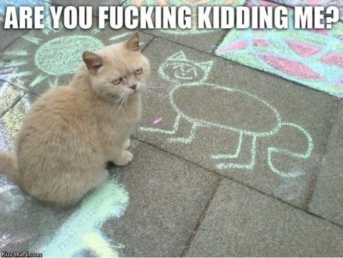 500x376, 46 Kb / котэ, смешное