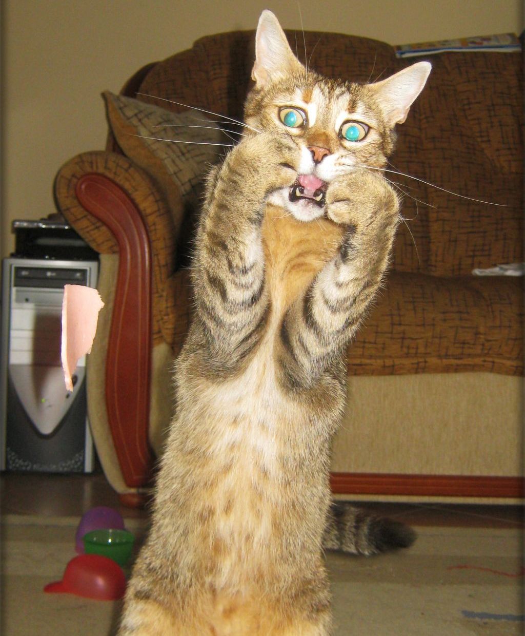 1024x1239, 175 Kb / кот, шок, диван, осколок, компьютер, ужас