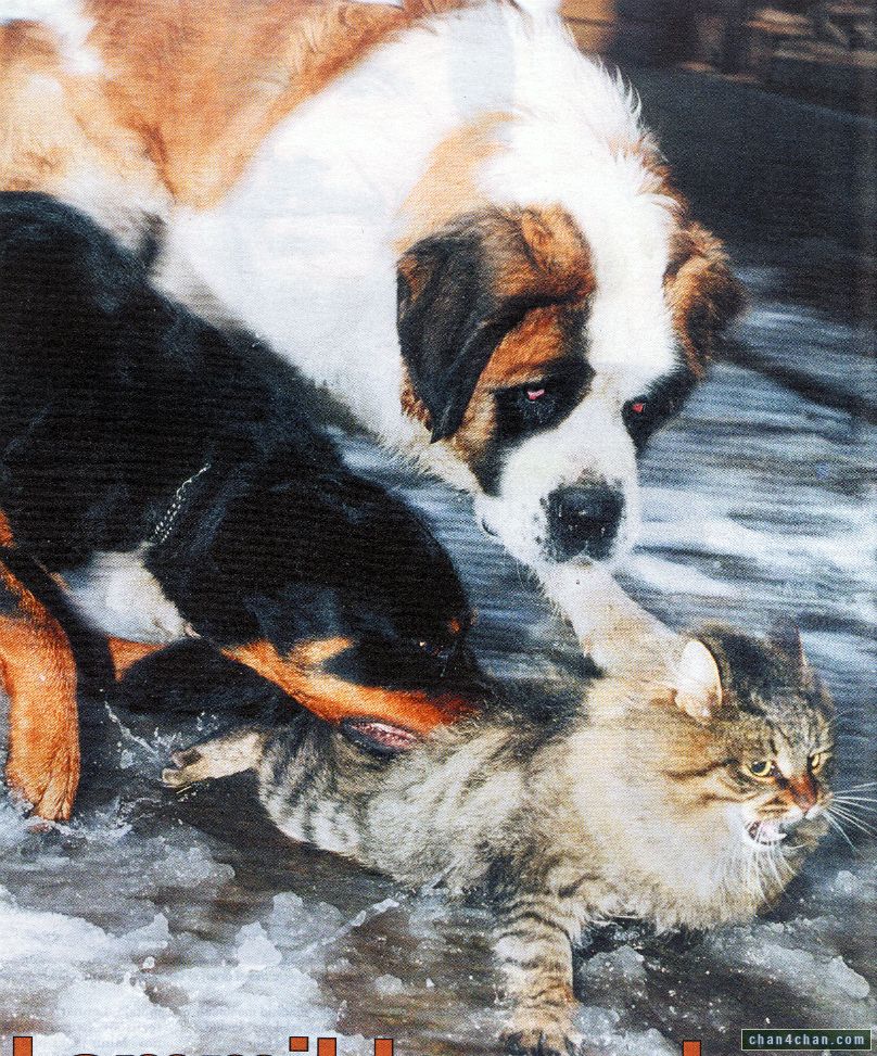 808x973, 255 Kb / кот, пиздец