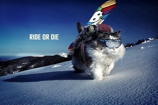 604x402, 83 Kb / кот,доска,снег