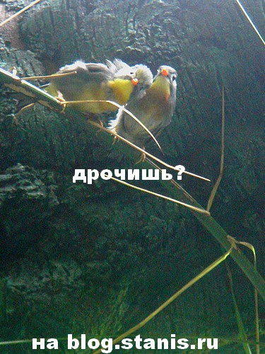 375x500, 91 Kb / дрочишь, блог