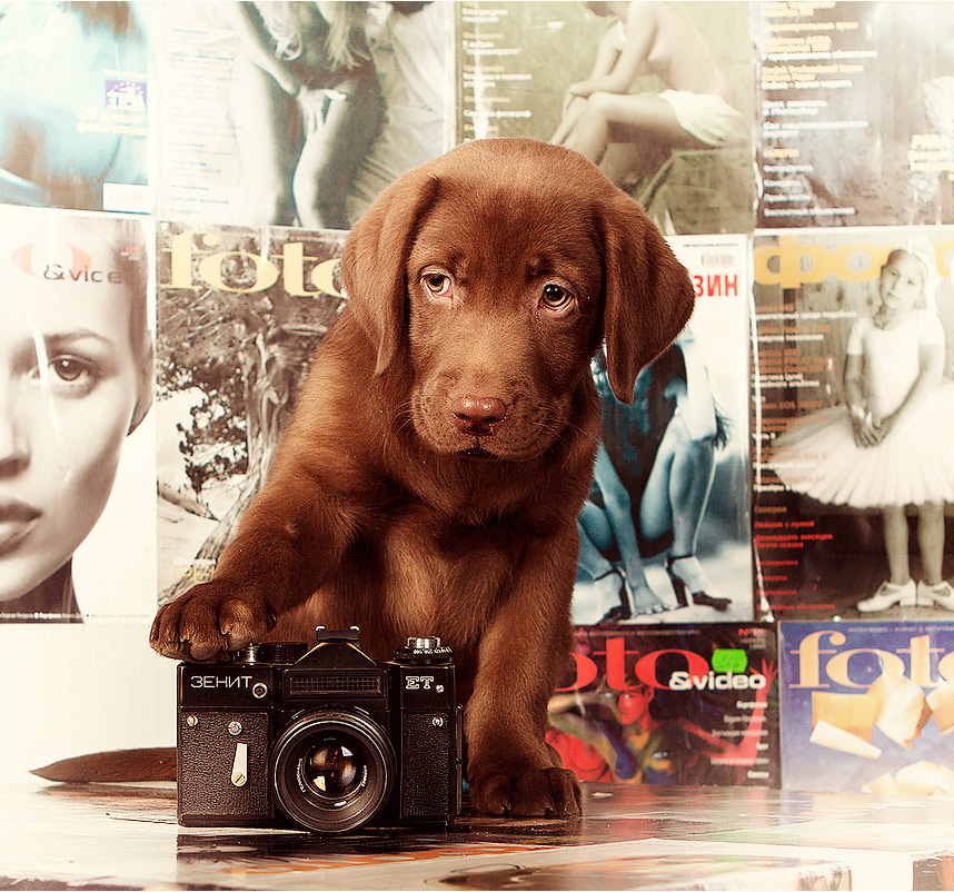 858x802, 232 Kb / щенок,постеры,зенит