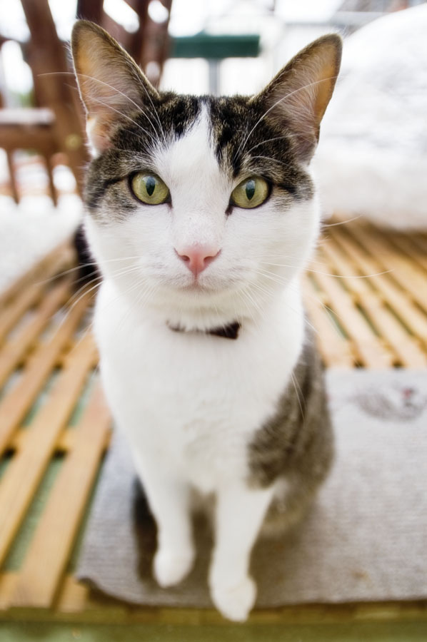 598x900, 112 Kb / кот, домашний