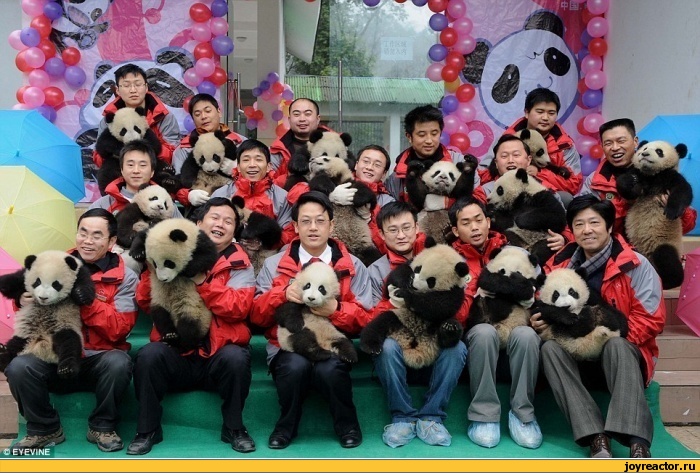 700x473, 166 Kb / панда