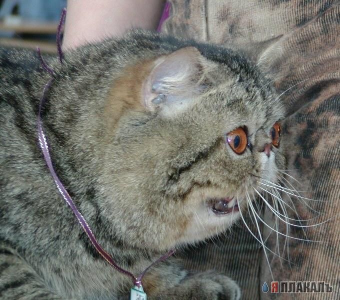 680x599, 89 Kb / кот, морда