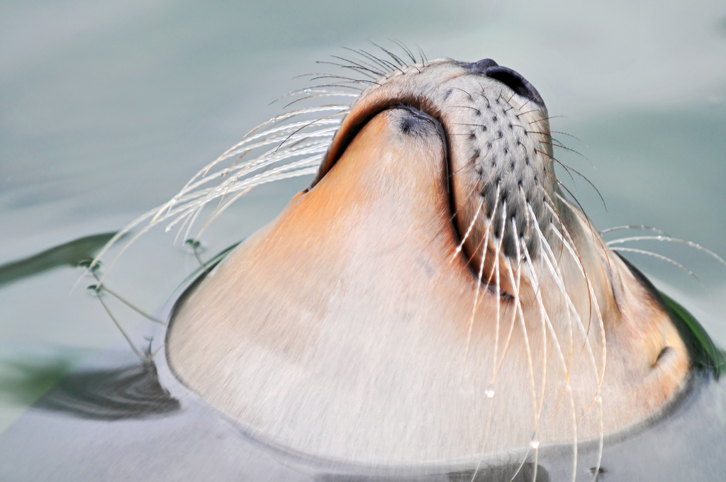 1024x680, 245 Kb / тюлень, улыбка, кайф