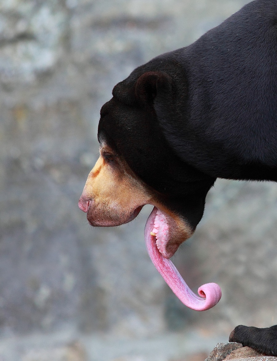 900x1173, 288 Kb / медведь, язык