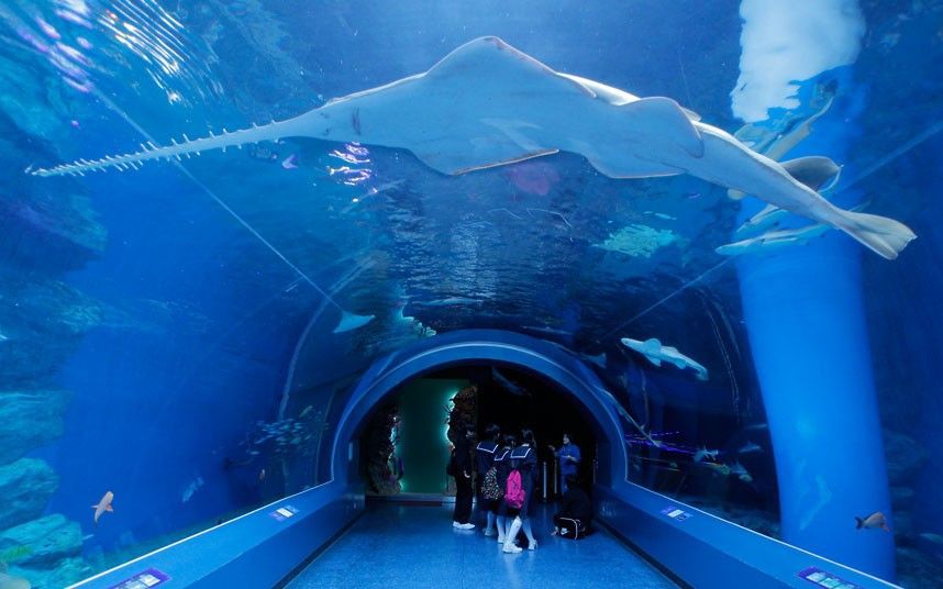 858x536, 62 Kb / океанариум