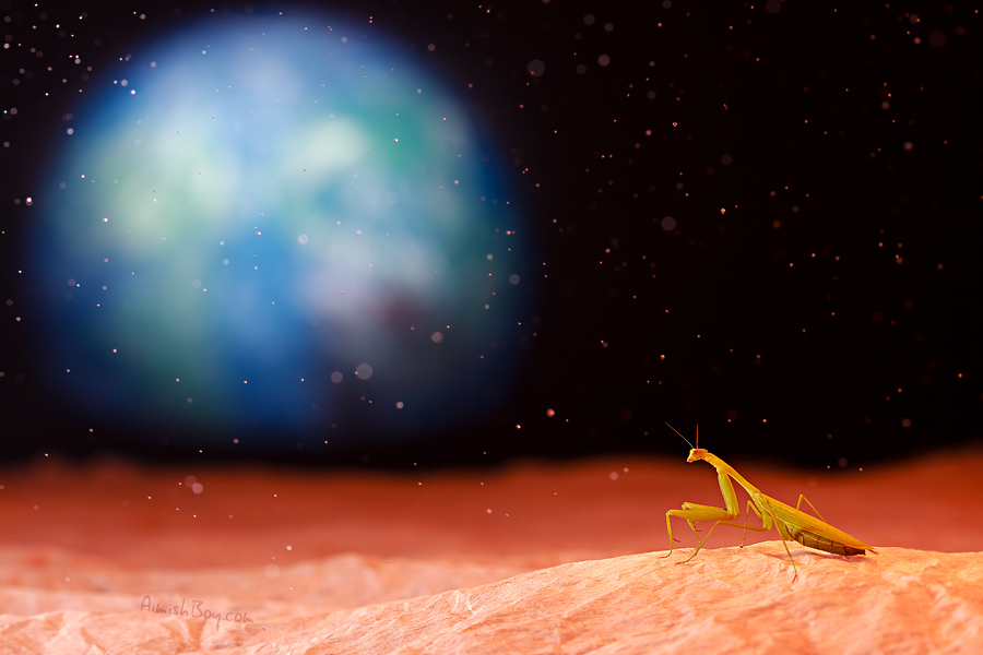 900x600, 239 Kb / насекомое