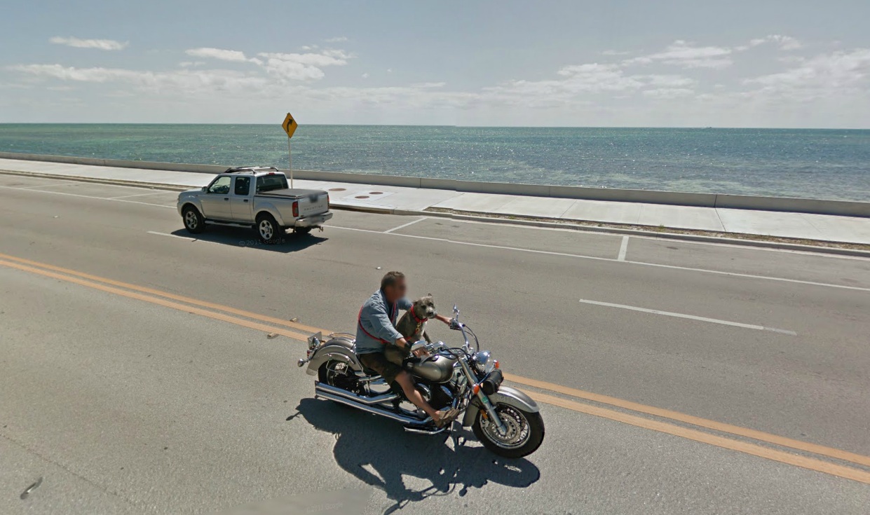 1241x735, 239 Kb / мото, хайвей, море, пес