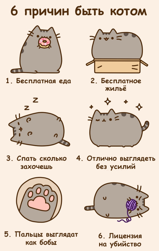 507x800, 193 Kb / 6, причин, быть, котом
