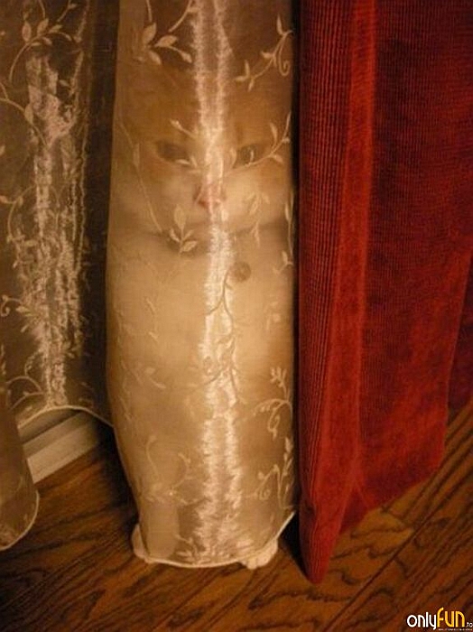 524x700, 232 Kb / кот, в засаде