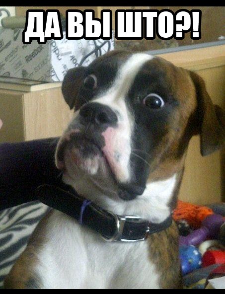 453x592, 68 Kb / удивление, пес