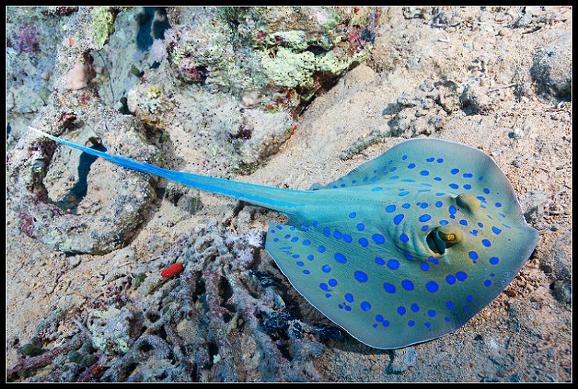 820x552, 292 Kb / скат