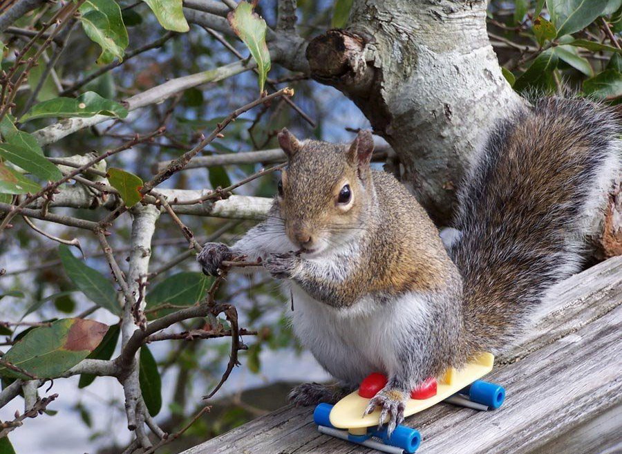 900x657, 274 Kb / белка, скейт