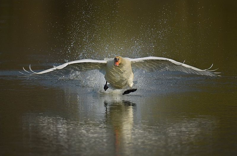 800x528, 85 Kb / гусь, вода, брызги