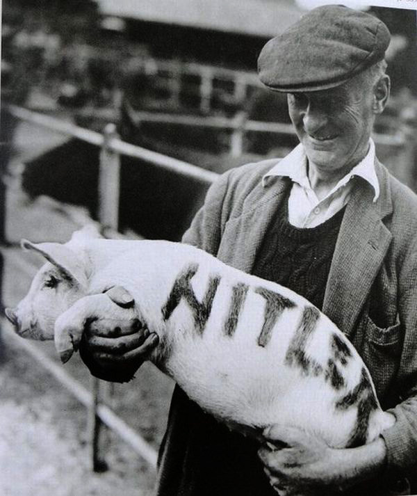 600x713, 135 Kb / свинище, гитлер, свинья