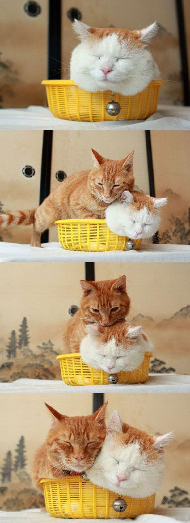 615x1692, 281 Kb / коты, корзинка