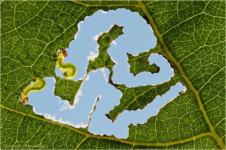 720x479, 114 Kb / гусеница,  лист, небо