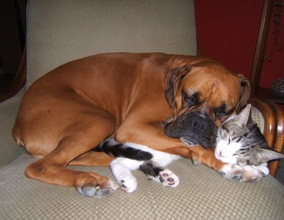 581x449, 99 Kb / кот, пес