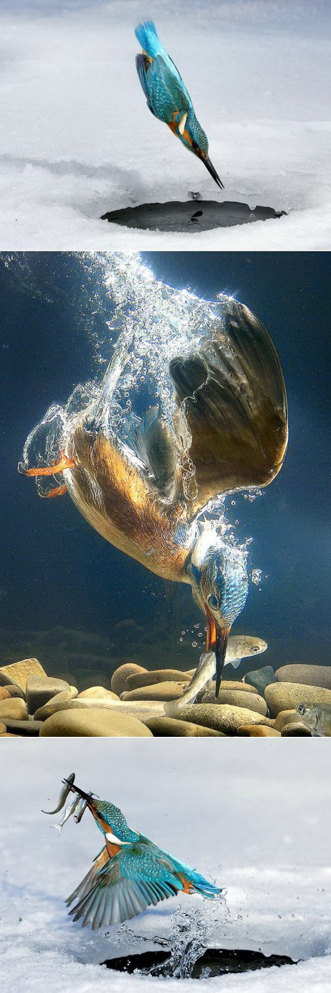 481x1442, 272 Kb / птица, вода, охота