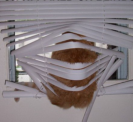 441x406, 69 Kb / кот, жалюзи