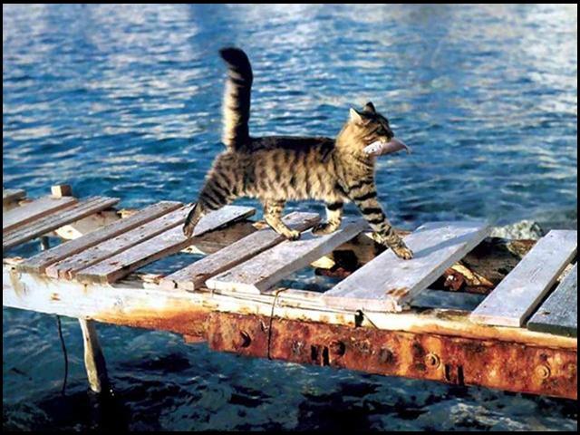 640x480, 65 Kb / котэ, рыба, гордость, хвост, вода