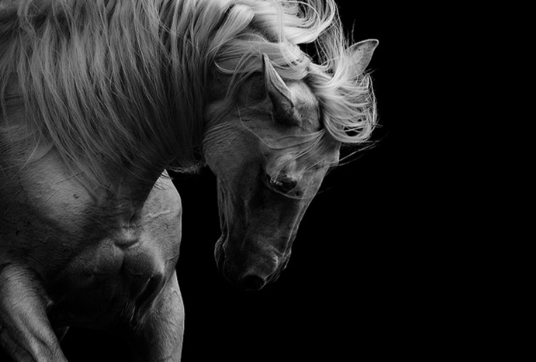 775x524, 264 Kb / лошадь, ч/б