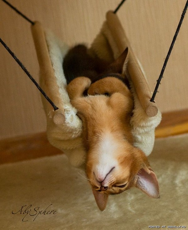 600x734, 83 Kb / котэ, гамак, качели, сон