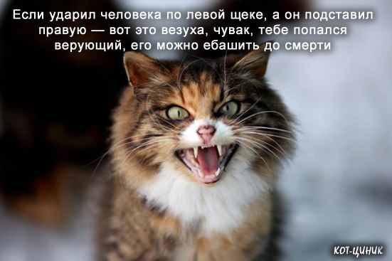 551x367, 38 Kb / кот, циник, верующий